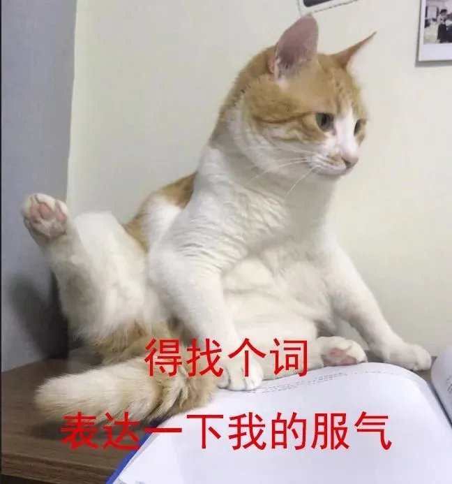 双11狂欢升级!2019猫晚顾家又C位全场了!