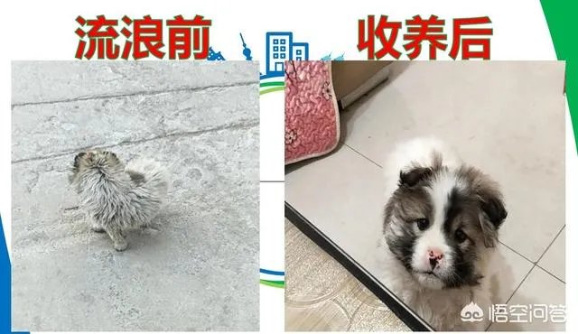收养了一只流浪狗,有什么注意事项?