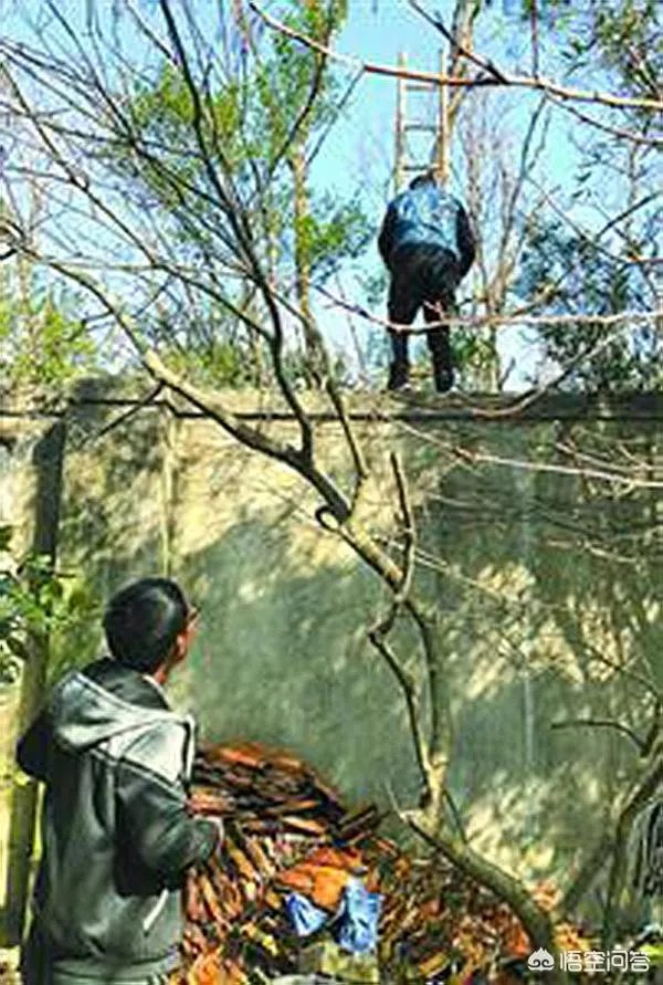 如何看待上海野生动物园逃票:一团伙收一百元让游客翻墙入园?