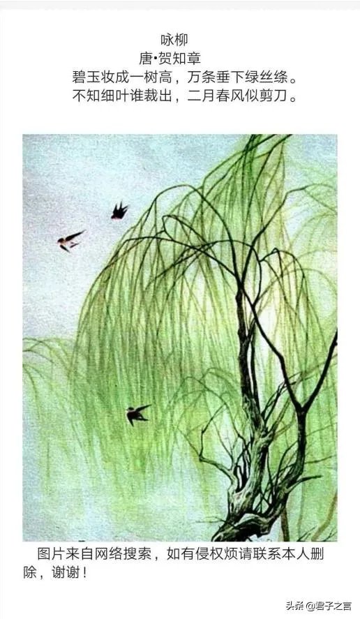 “不知细叶谁裁出,二月春风似剪刀”描写的什么美景?