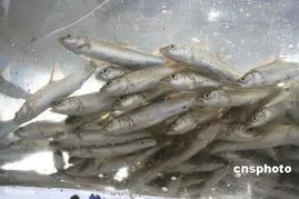广西河池洞穴现珍稀水生物,如何有效地保护珍稀水生物?