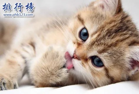 哪些宠物比较好养呢?2018十大小型宠物便宜又好养排行榜
