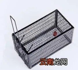 怎么消灭老鼠,家里有老鼠怎么办,消灭老鼠小妙招有哪些?