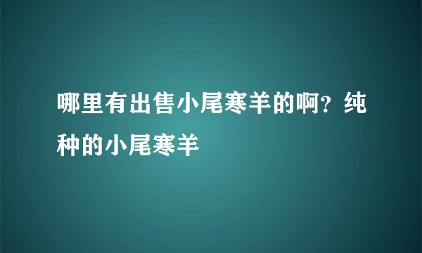 哪里有出售小尾寒羊的啊？纯种的小尾寒羊