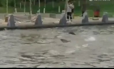公园大批鲢鱼跳跃是怎么回事?