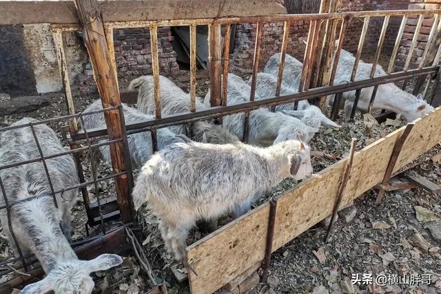 养羊回成太慢,能不能再做点别的来维持生活呢?