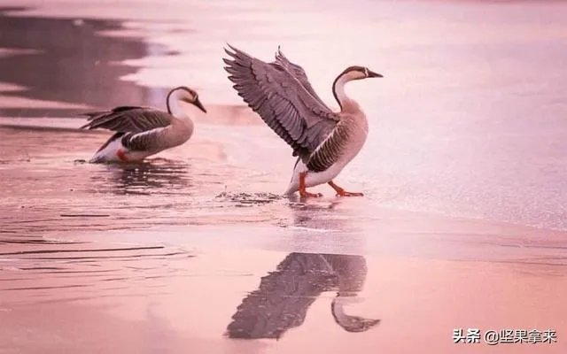 家里饲养的大鹅,它们的祖先是谁啊?