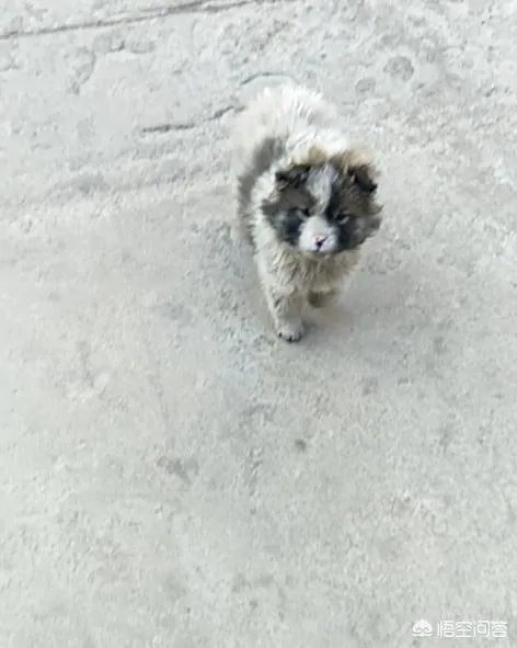 收养了一只流浪狗,有什么注意事项?