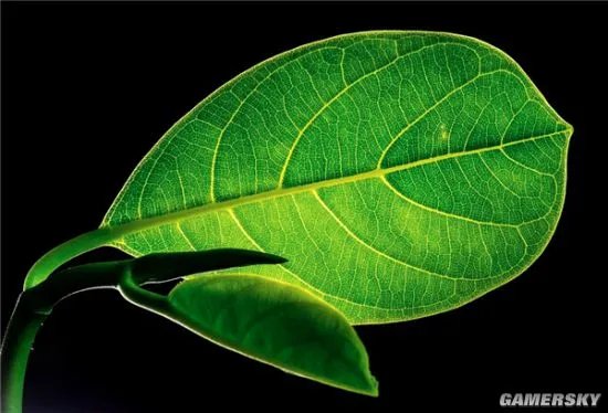 中美科学家发现5.5亿年前生物:身居海底形似树叶