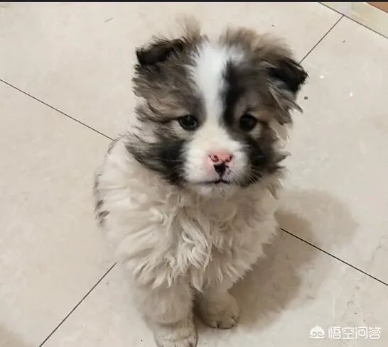 收养了一只流浪狗,有什么注意事项?