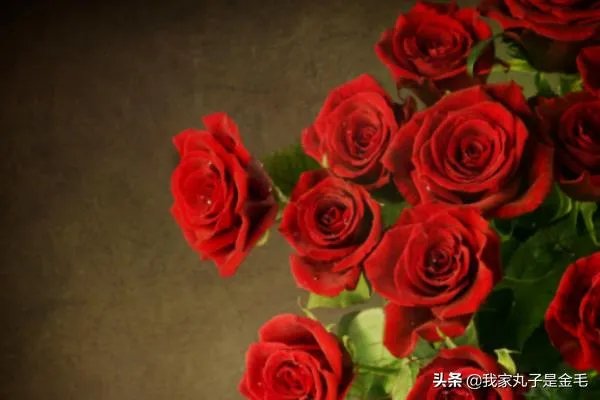 情人节送多少朵玫瑰?