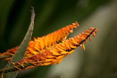 会败坏家中运势的几种花卉:家中不适合养的花卉