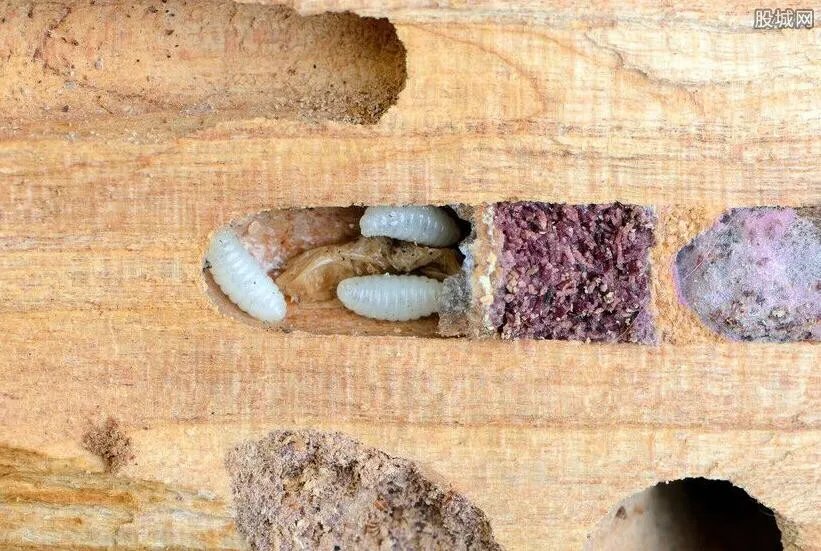 菲律宾挖出巨型黑船蛆 太重口味胆小慎点(图)