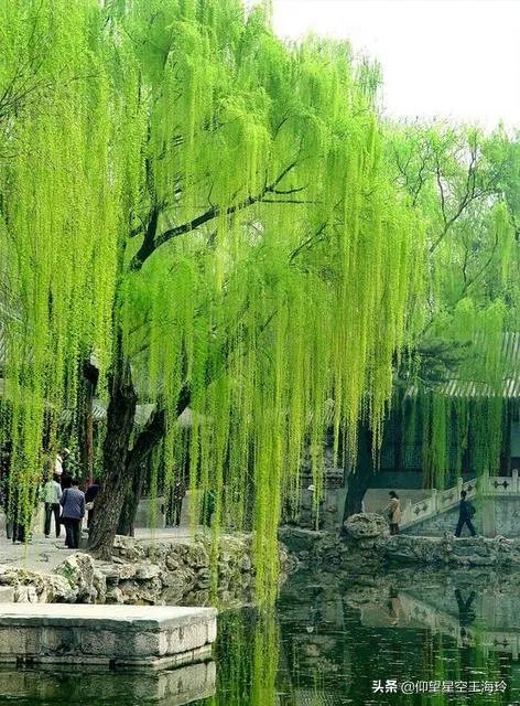 “不知细叶谁裁出,二月春风似剪刀”描写的什么美景?