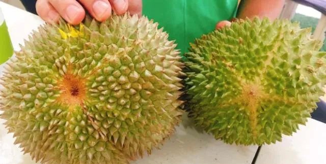 榴莲公母对照图片?