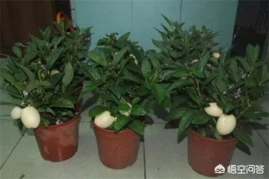 现在栽人参果树苗可以吗?