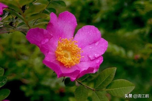 野生刺梨怎样种植?