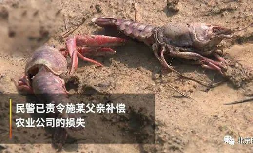 熊孩子毒死小龙虾怎么回事:原因详情始末令人心疼