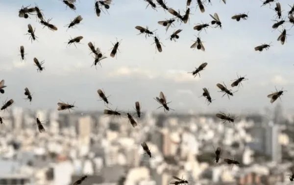英国上空现巨型飞蚁群的原因是什么?