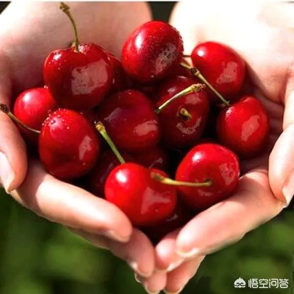 为什么现在大樱桃有卖一百元一斤的,网络里还有九十九五斤的?