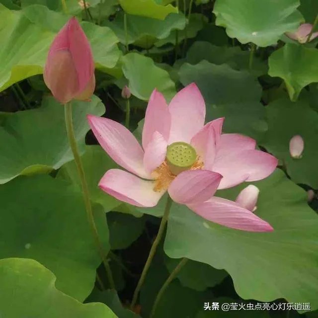 喜欢一位出家人怎么办?