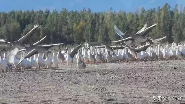 家里饲养的大鹅,它们的祖先是谁啊?