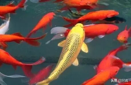 锦鱼室外怎么养
