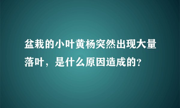 盆栽的小叶黄杨突然出现大量落叶,是什么原因造成的?