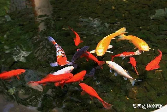 锦鱼室外怎么养