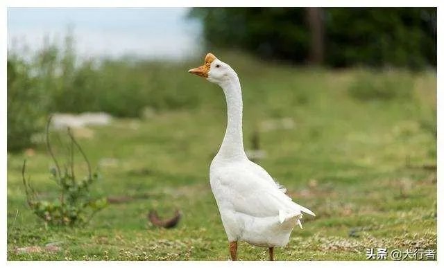 家里饲养的大鹅,它们的祖先是谁啊?