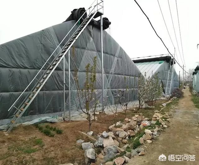 为什么现在大樱桃有卖一百元一斤的,网络里还有九十九五斤的?