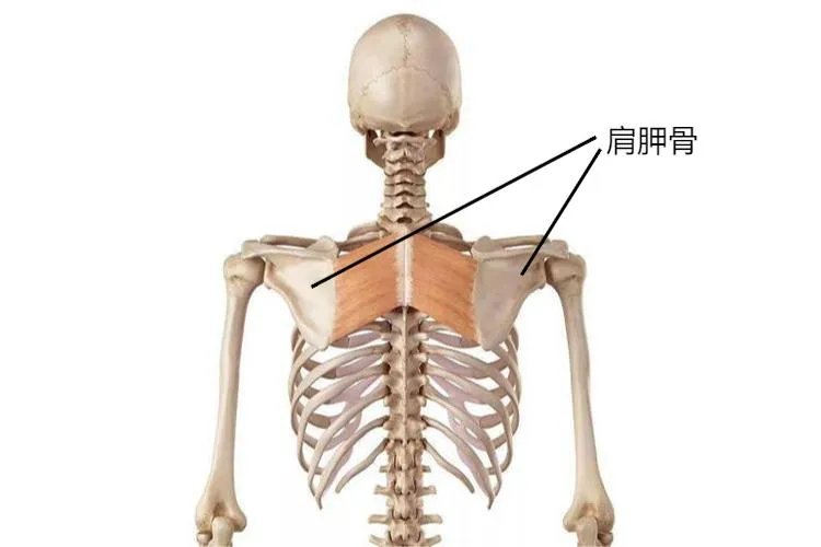 正常人的肩胛骨图