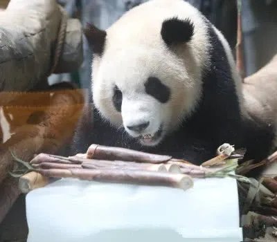 最年长熊猫迎38岁,皮毛厚重的大熊猫该如何安然度夏?