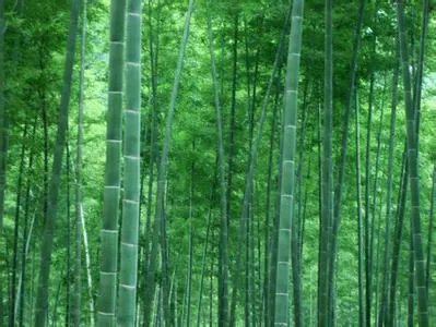 翠竹的象征意义是什么 翠竹的养殖方法