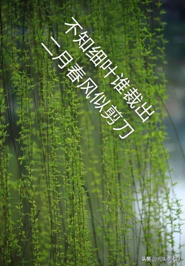 “不知细叶谁裁出,二月春风似剪刀”描写的什么美景?