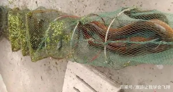 一斤以上的野生大黄鳝通常要长多少年?