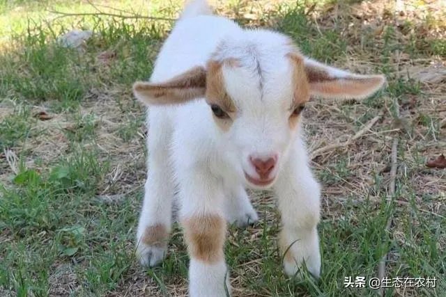 养羊回成太慢,能不能再做点别的来维持生活呢?