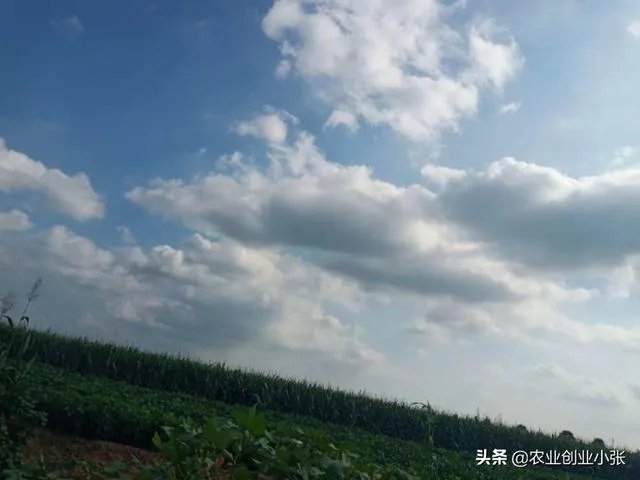 养羊回成太慢,能不能再做点别的来维持生活呢?