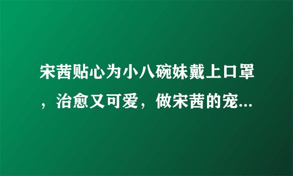 宋茜贴心为小八碗妹戴上口罩，治愈又可爱，做宋茜的宠物太幸福