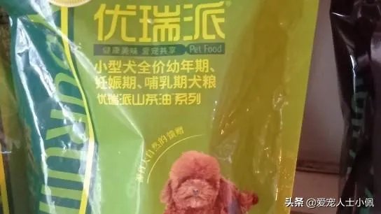 新手适合养柯基吗