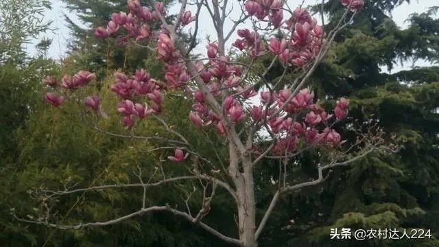 凉山木里火场又复燃了,是什么原因造成的?