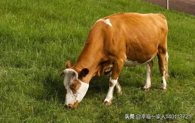 如果我想弄种植业或者养殖业,什么比较有前景?