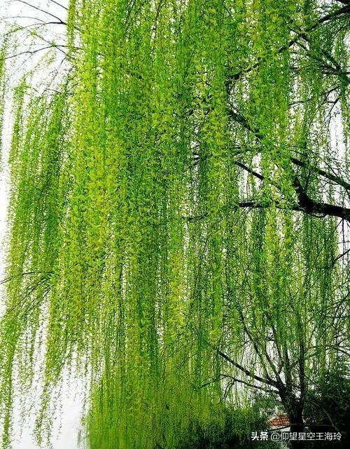 “不知细叶谁裁出,二月春风似剪刀”描写的什么美景?