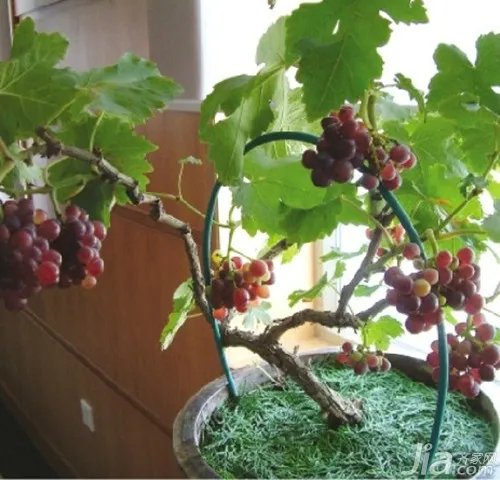 怎么种植盆栽葡萄 盆栽葡萄种植技术介绍
