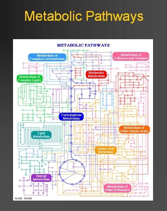 代谢组学的介绍