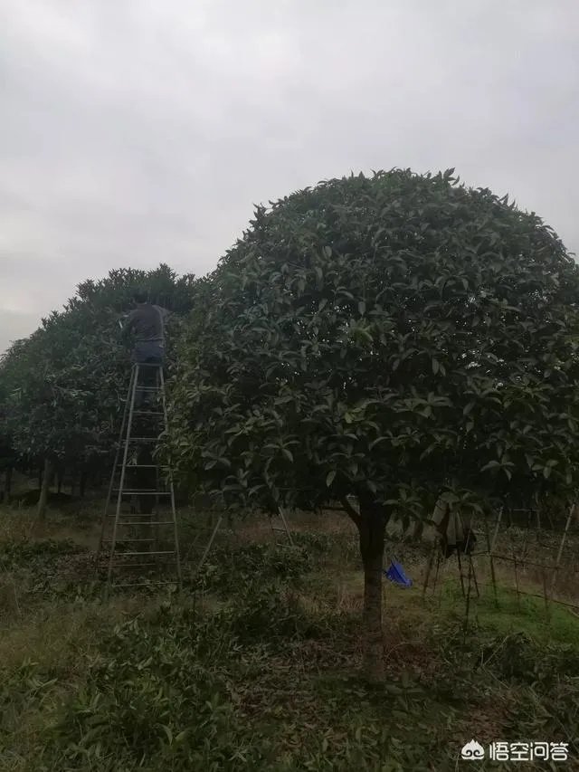 有人说苗木的行情不好,是真的吗?