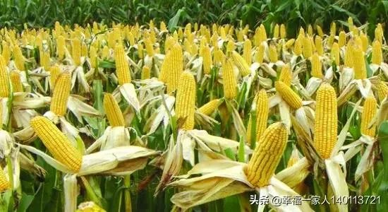 如果我想弄种植业或者养殖业,什么比较有前景?