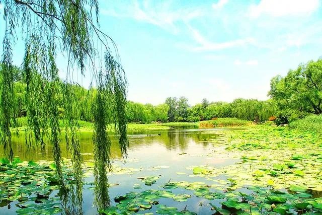 “不知细叶谁裁出,二月春风似剪刀”描写的什么美景?