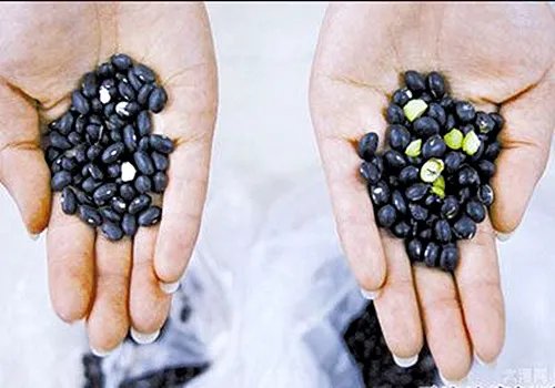 黑豆和黑芸豆的区别 黑豆与黑芸豆哪个更有营养