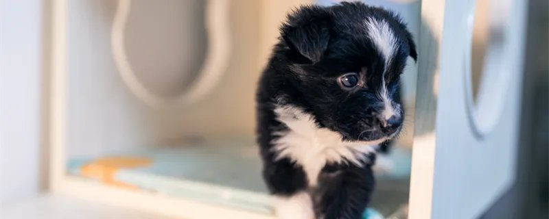 边境牧羊犬有鼻涕是感冒了吗 边境牧羊犬有鼻涕是什么原因